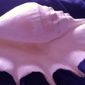 Conch Sea shell size 6" w × 11" L